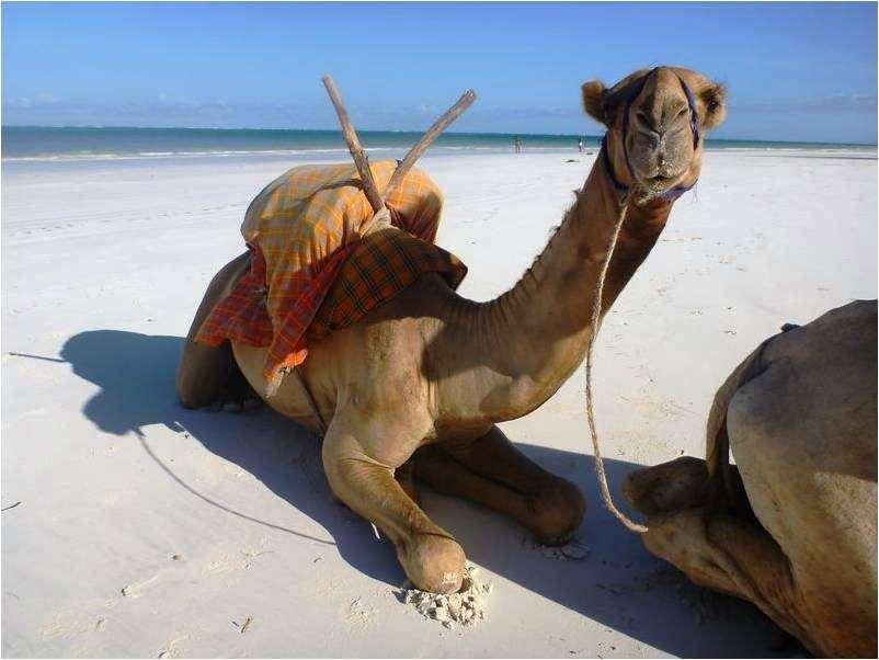 Lantana Galu Beach Diani Beach Alam foto