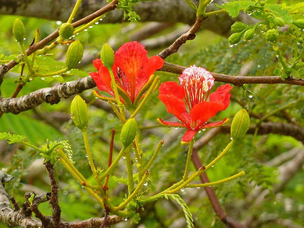 Lantana Galu Beach Diani Beach Bagian luar foto